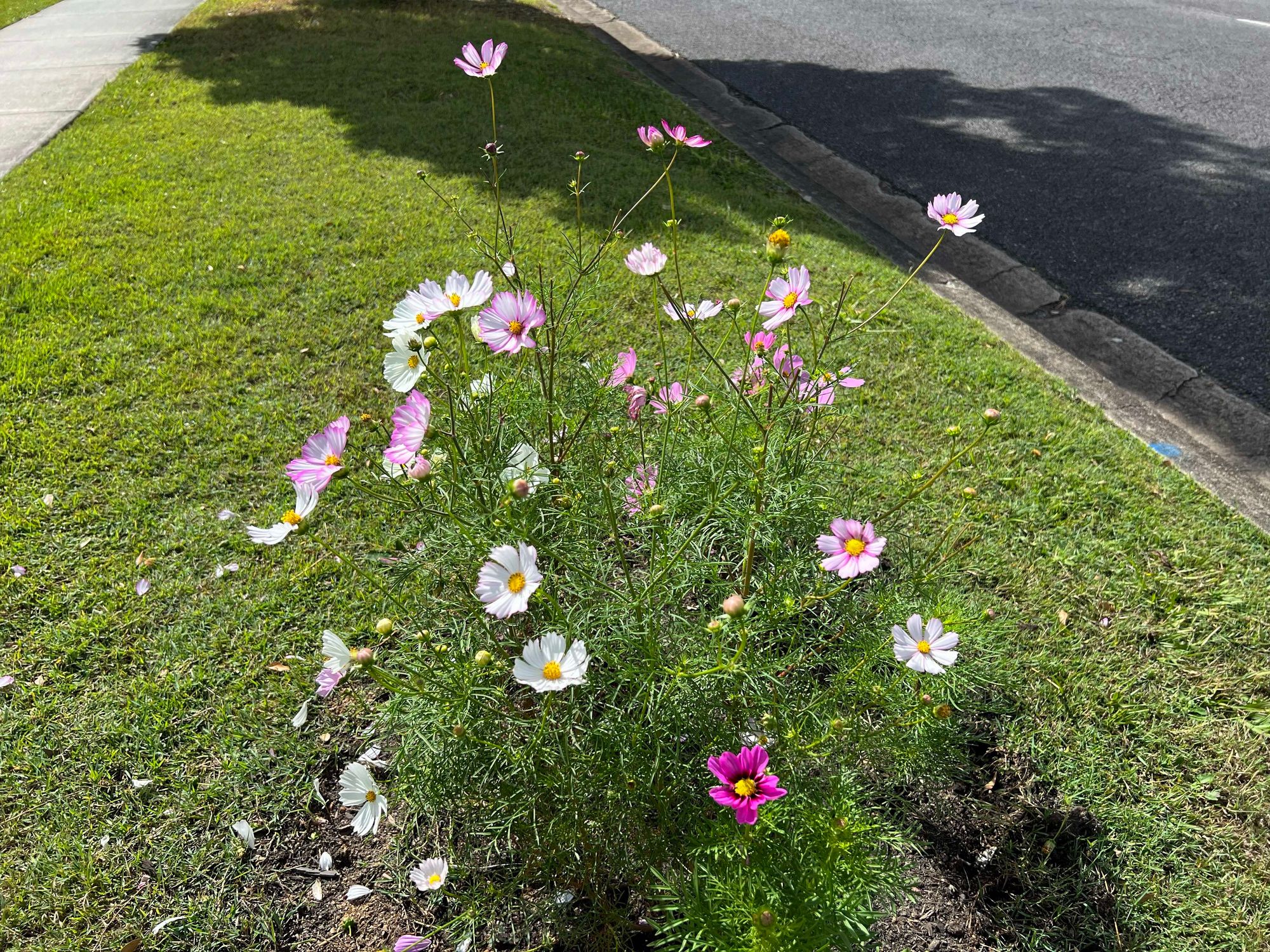 pink and white flowers on the side of the road