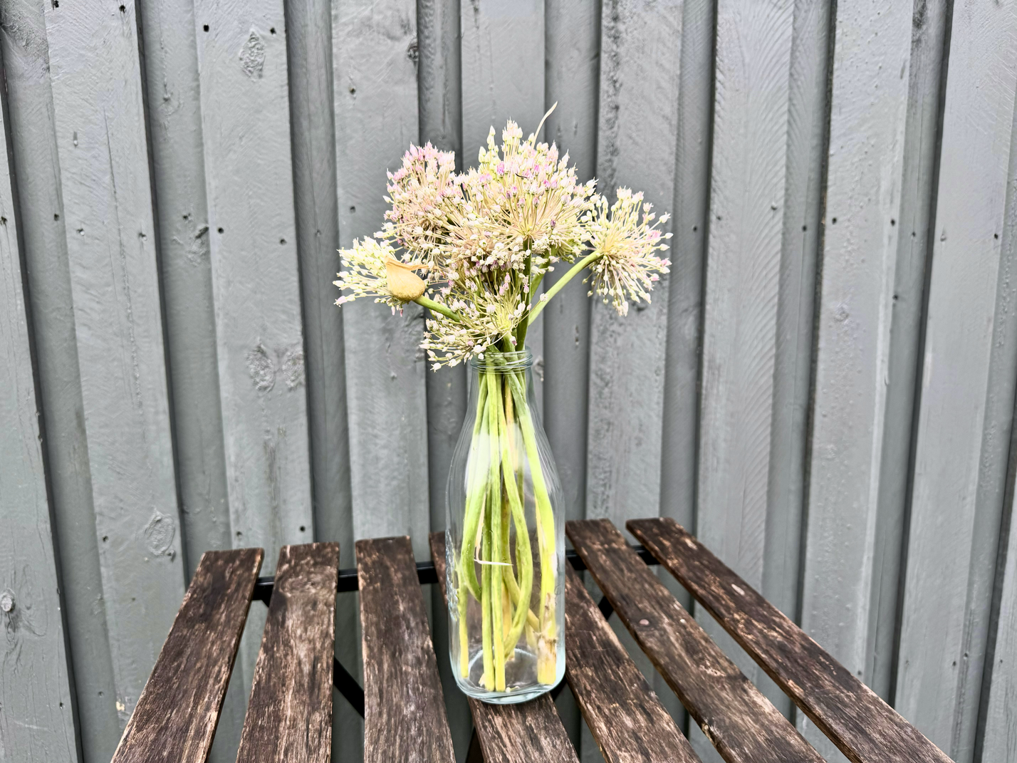 A glass vase of garlic flowers on a wooden table with a grey wooden fence in the background