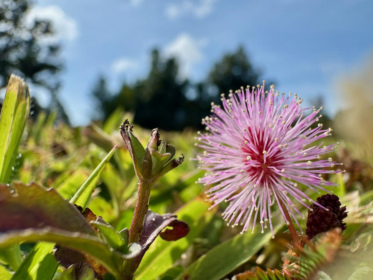 Close up photo of a purple flower on the ground with many small tendrils, trees and blue sky in the distance in the background