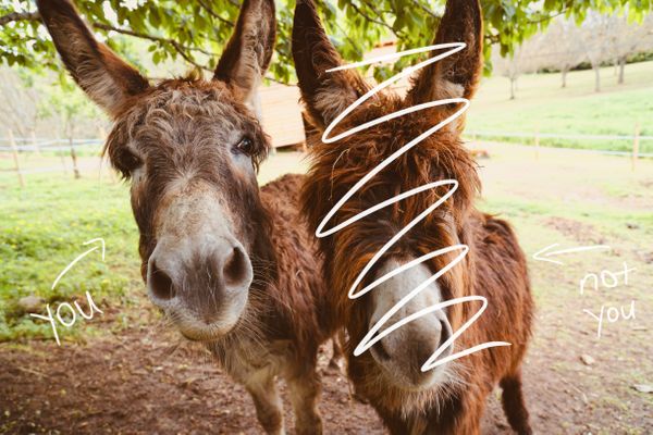 Avoid being a donkey (but also be a donkey)