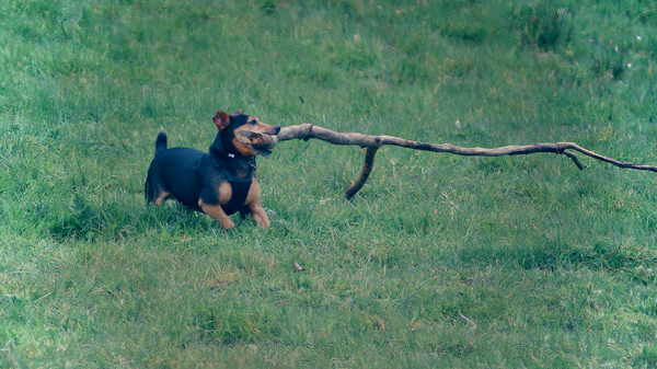 small dog wrestling a big stick